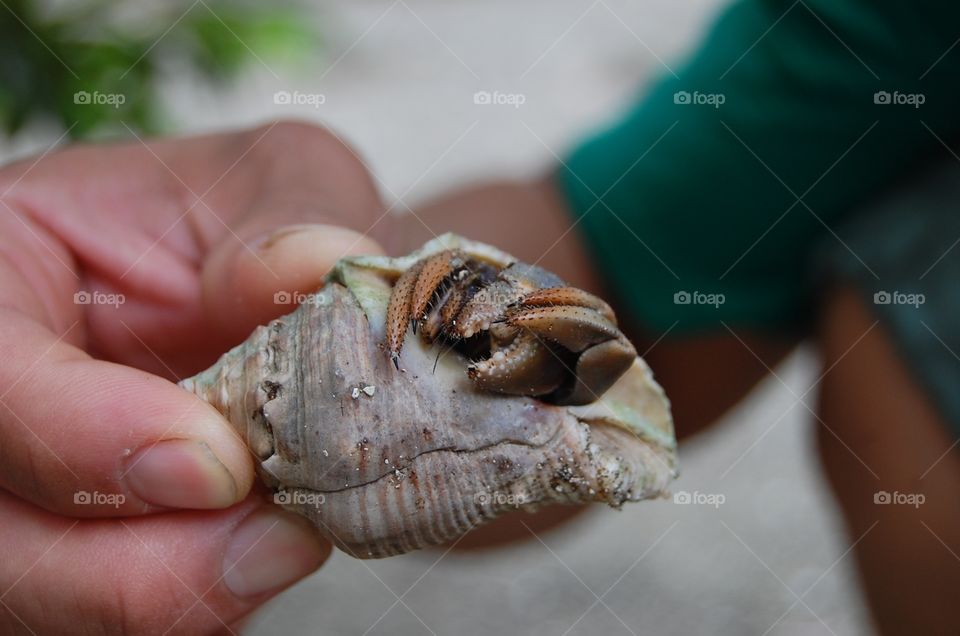 A hiding hermit crab