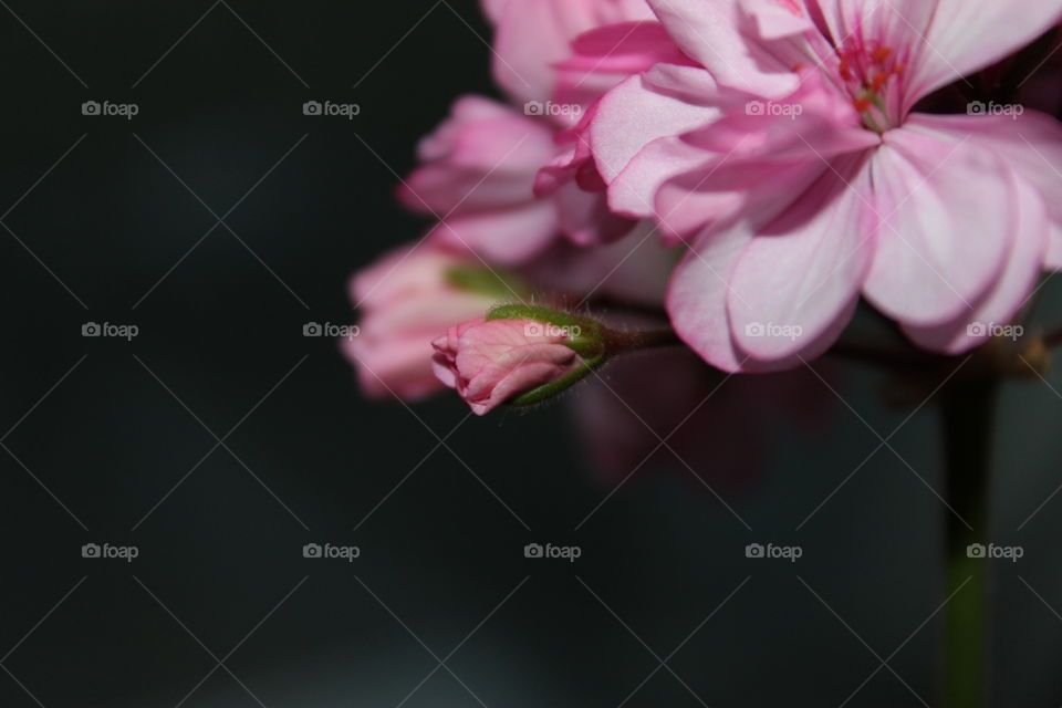 macro shot flowers