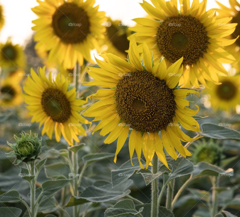 Beautiful sun flower plantation