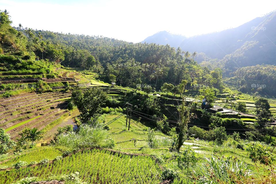Rice terraces in east Bali, Indonesia