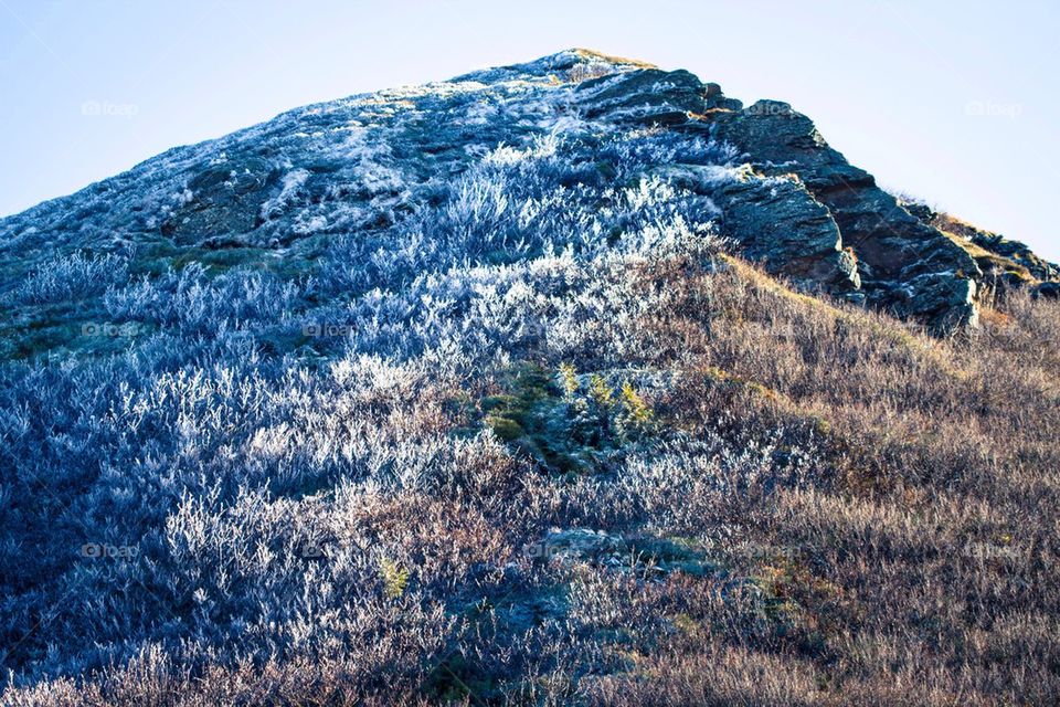 Frozen grass