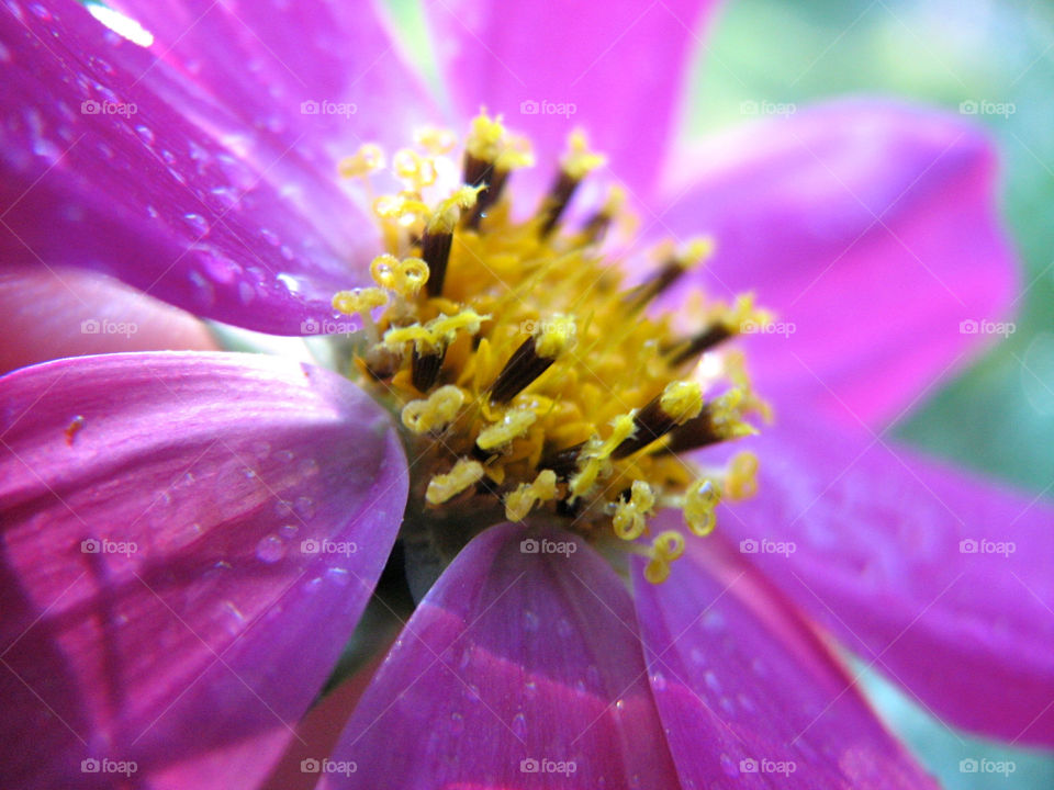 italy flower macro purple by annas46
