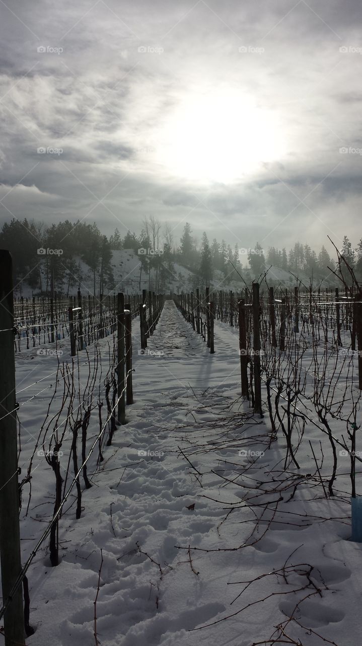 A fresh snowfall on the vineyards