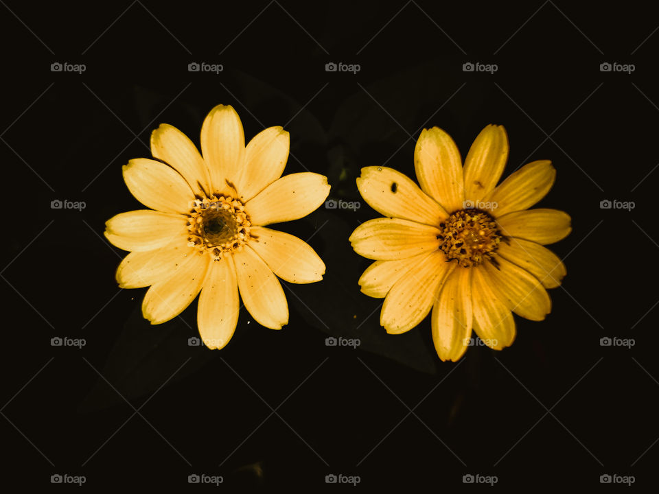 Love is like a flower, if you just "like" it will pick it up, but if "love" we will take care of watering it well.