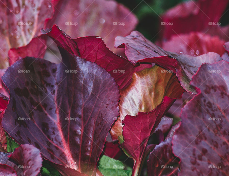 Lush red and magenta leaves on a garden plant with a faded green poison ivy background 