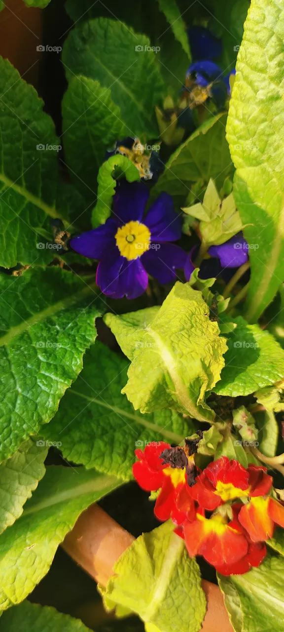 violet flower