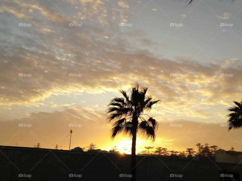 Beautiful palm tree and magic sunset at marrakech city in Morocco