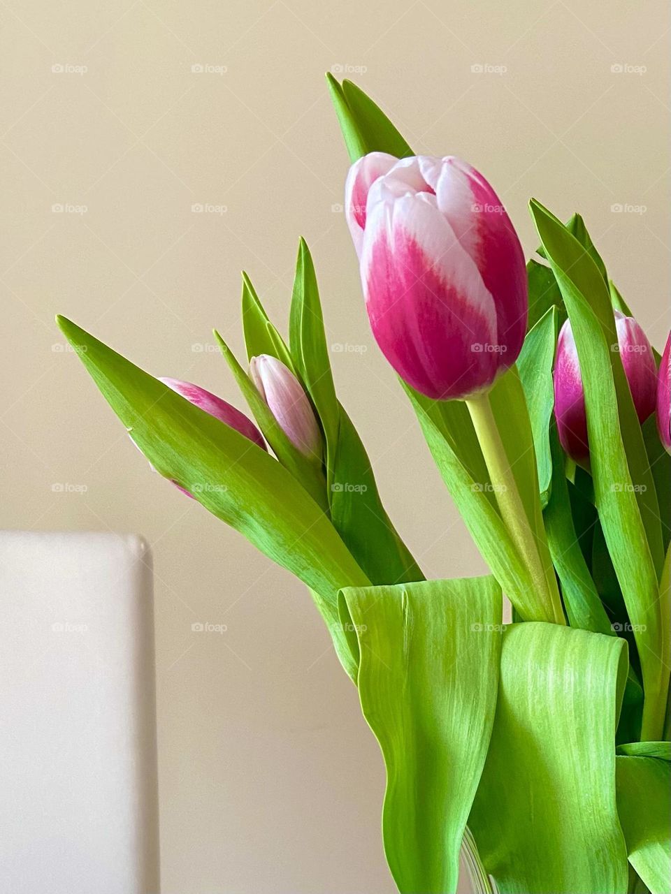 A springtime display of blooming pink tulips. 