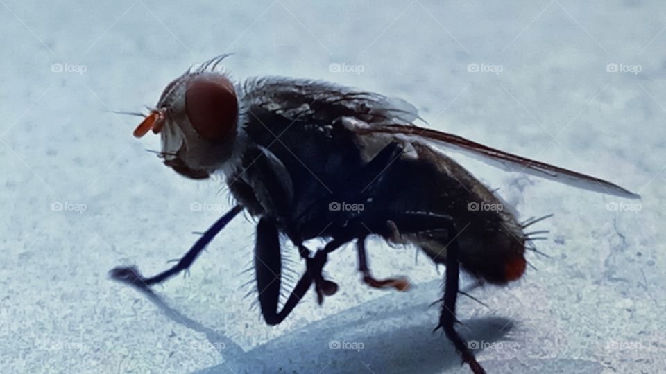 Dhaka. 6 February 2022. Flies In Garden