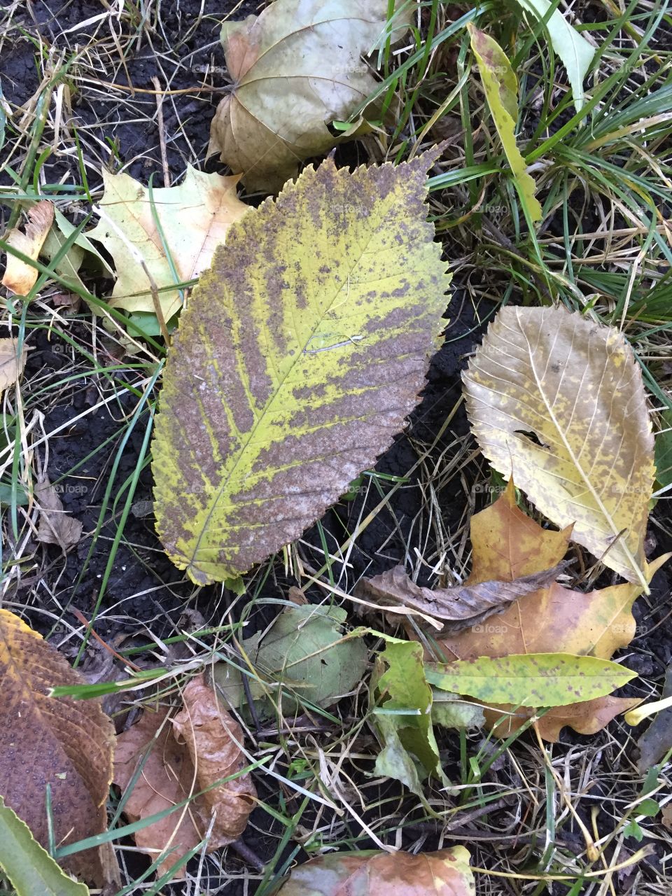 Autumn leaves underfoot 