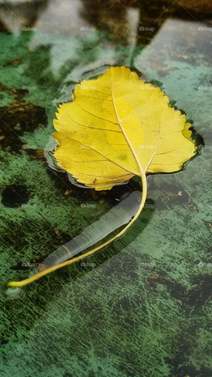 a leaf gently drifting on water.