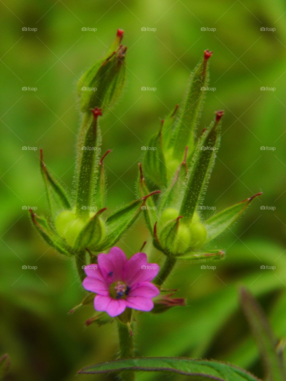 wonderful grass flowers in the garden