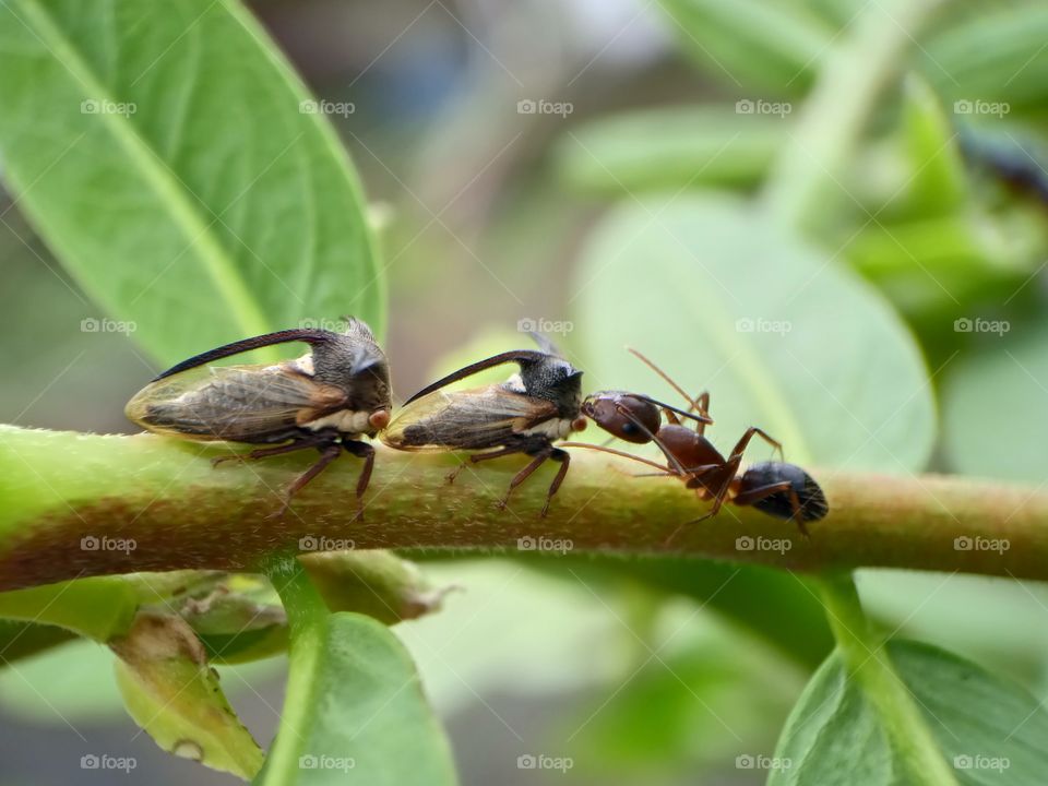 Friendly Nature