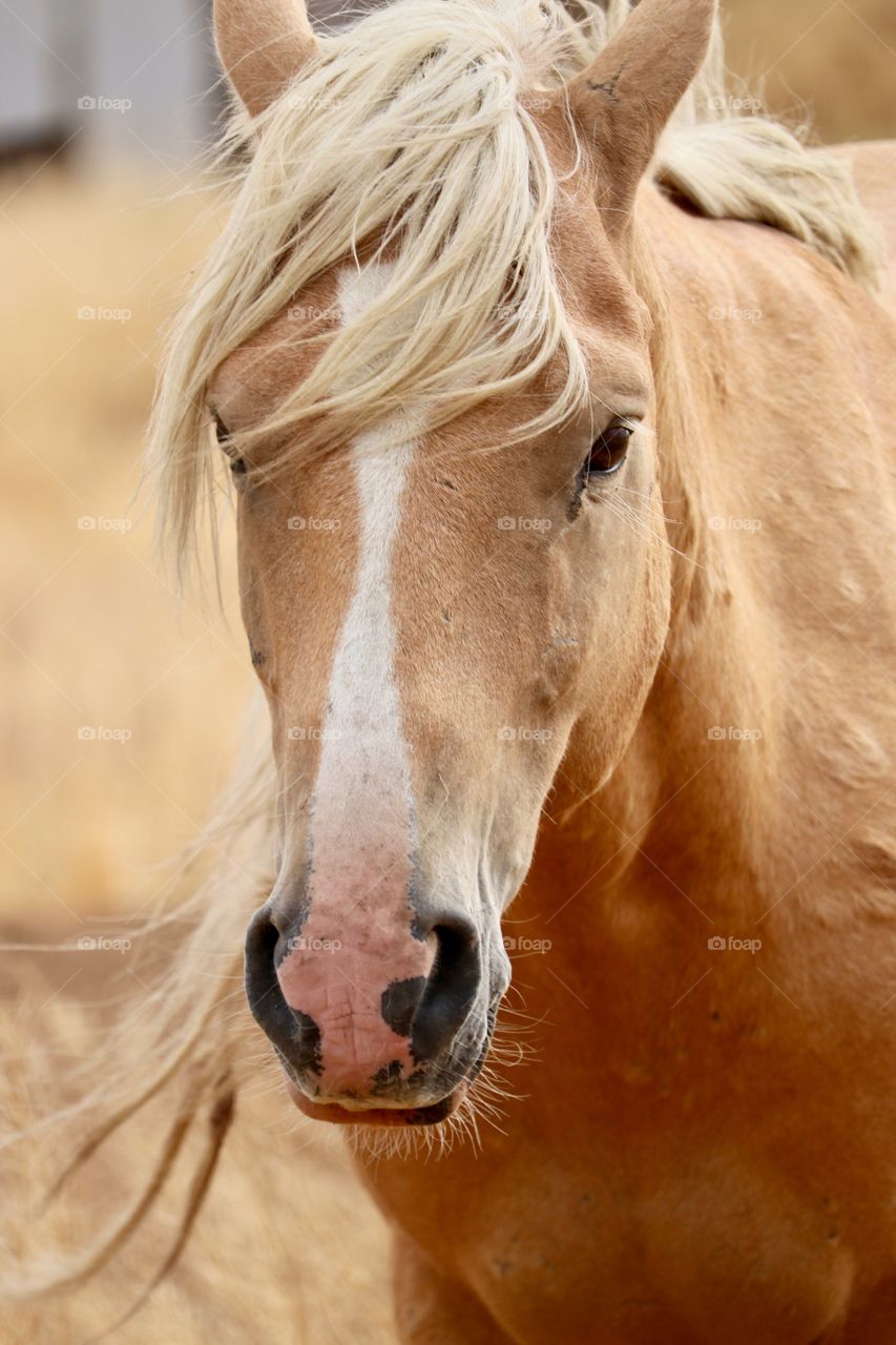 Majestic beauty, loved shooting the wild horses of the high sierras in Nevada for FOAP!