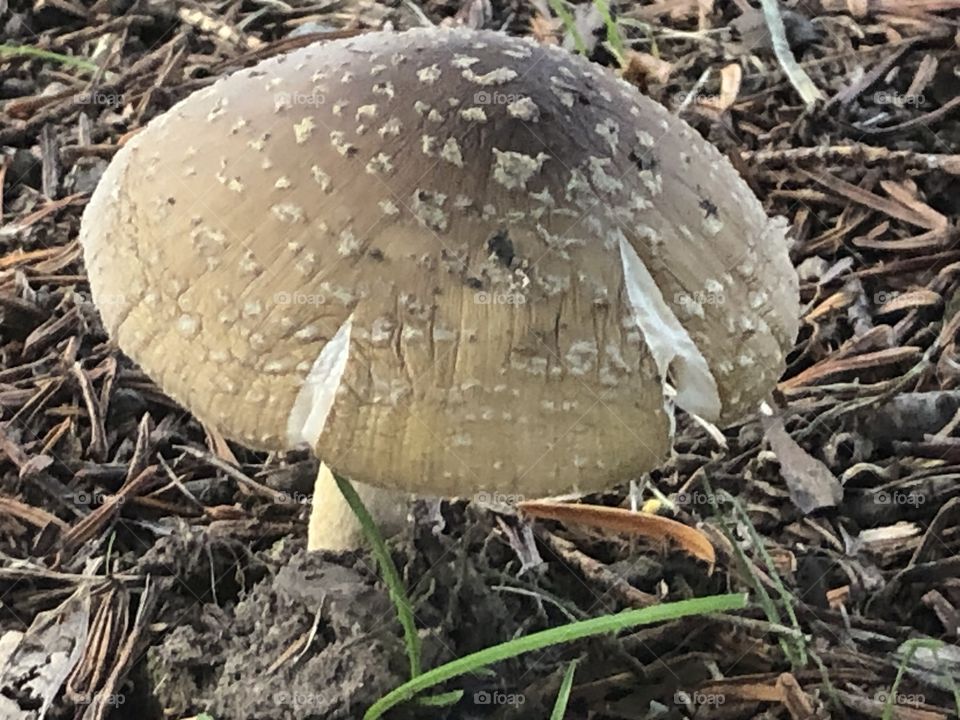 Mushroom top