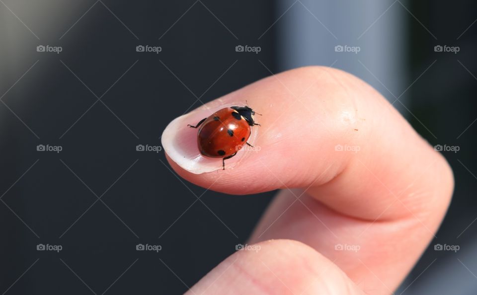 Ladybug on human finger