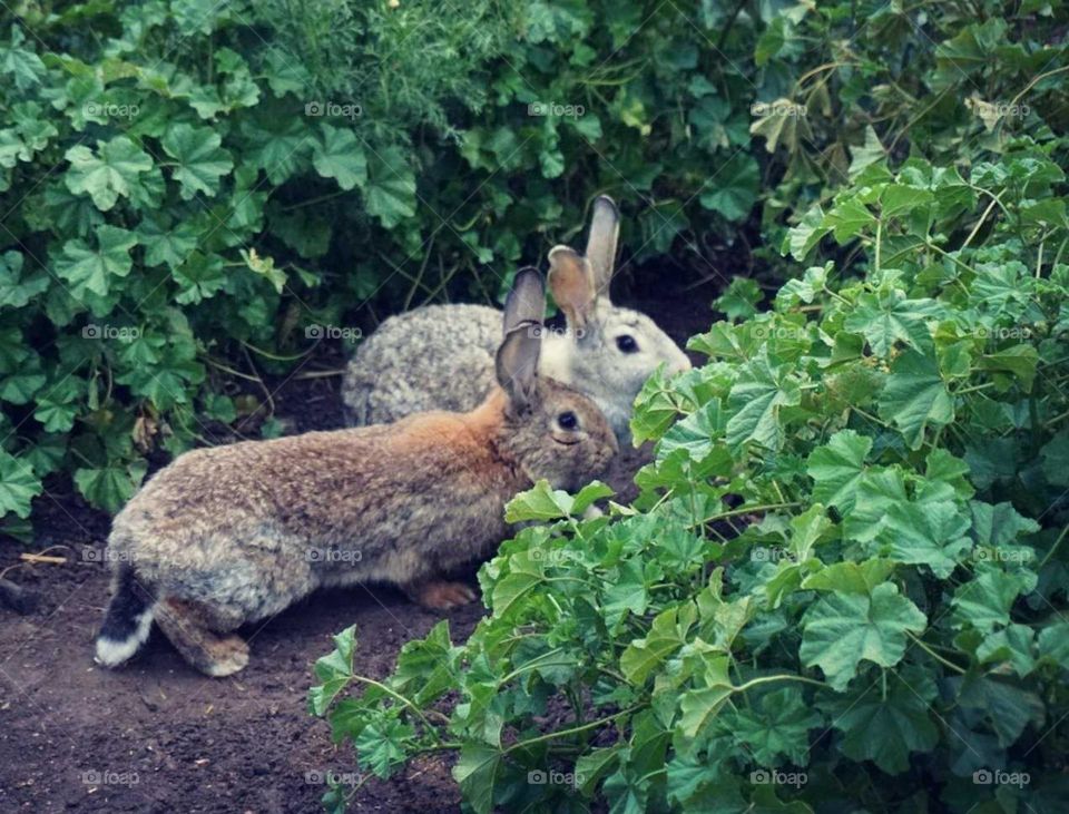 Rabbits#animals#nature#cute