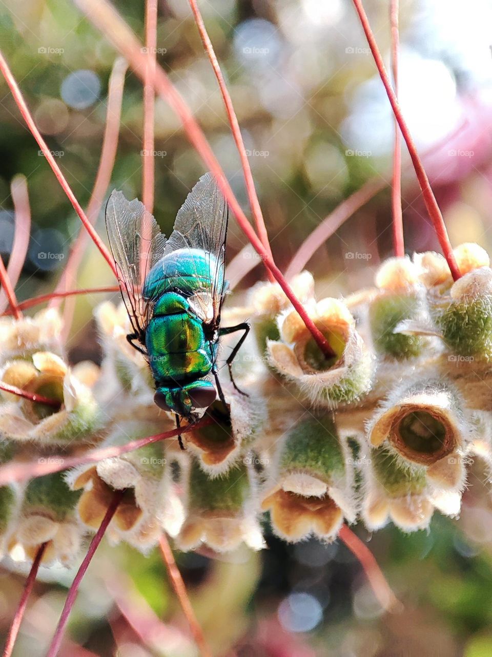 Bottle fly, feeding upon nectar