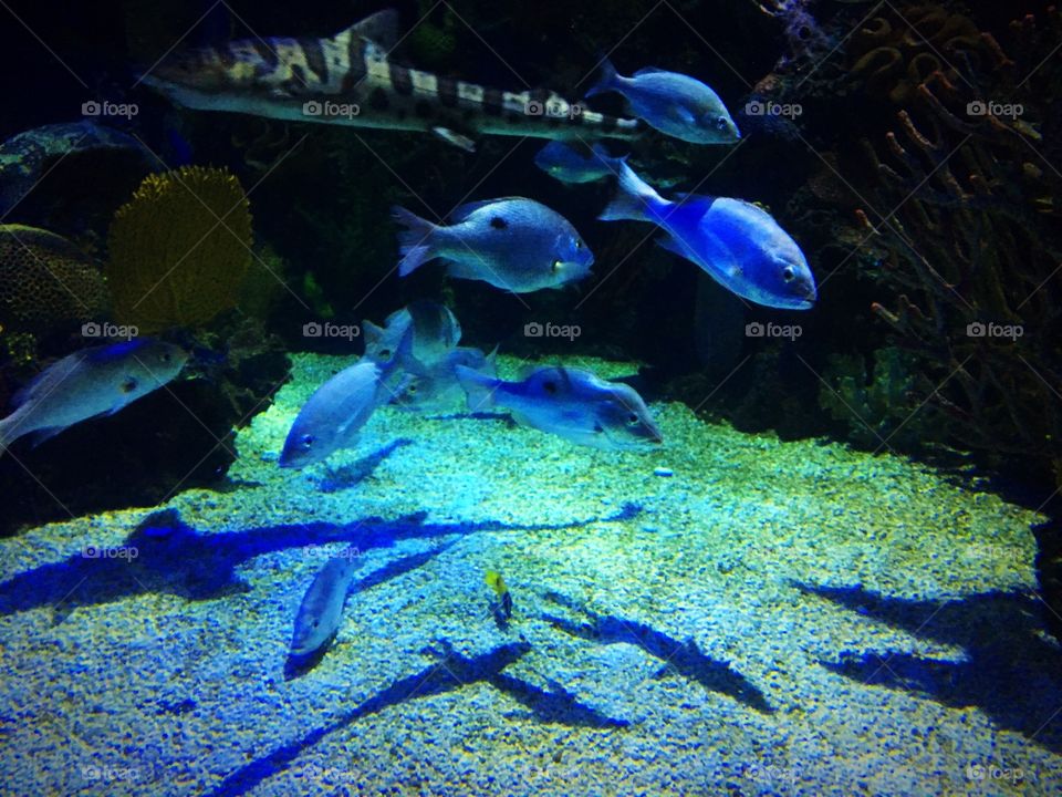 Fishes under ocean 