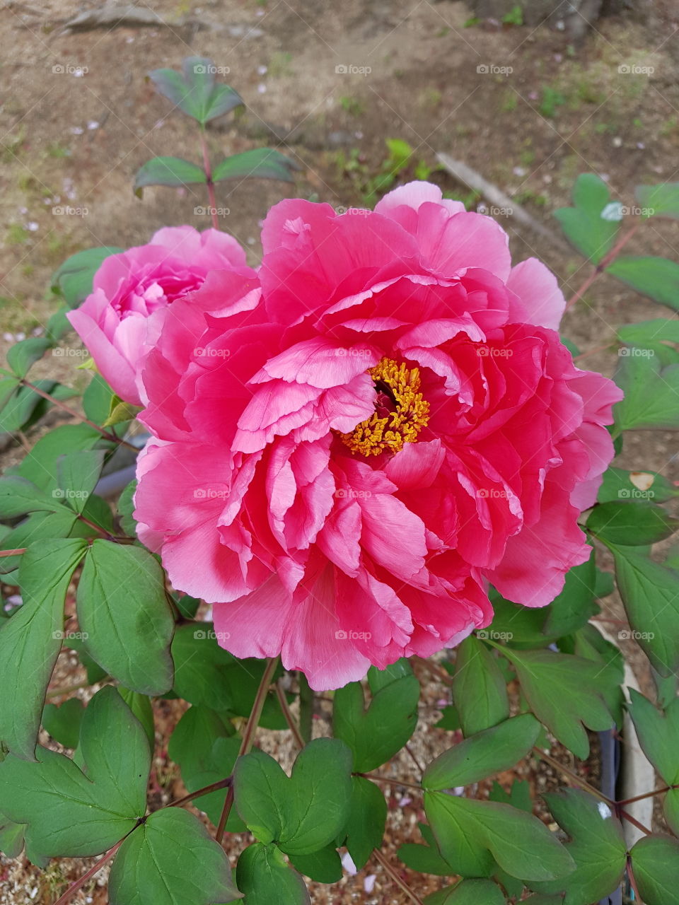 Paeonia at Hyogo JAPAN