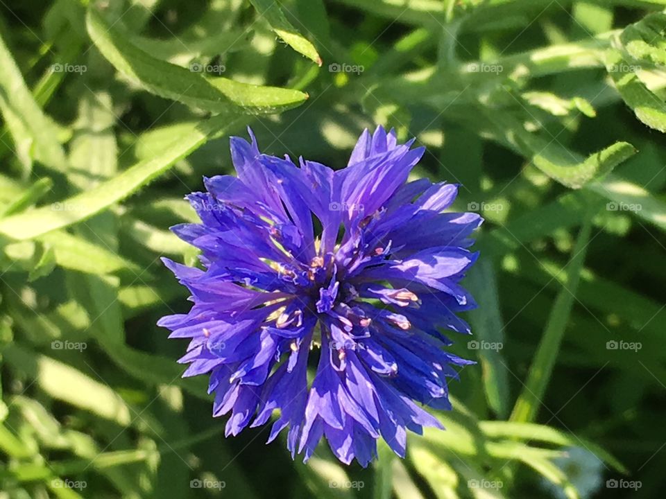 Bachelor Button Flowet