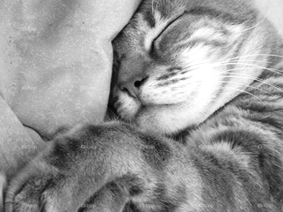 Sleeping cat in grey scale.