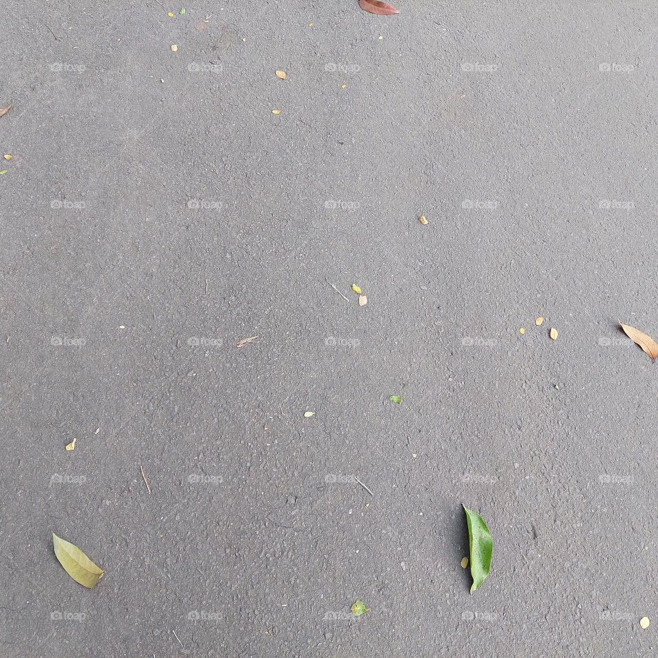 fallen leaves on the asphalt road