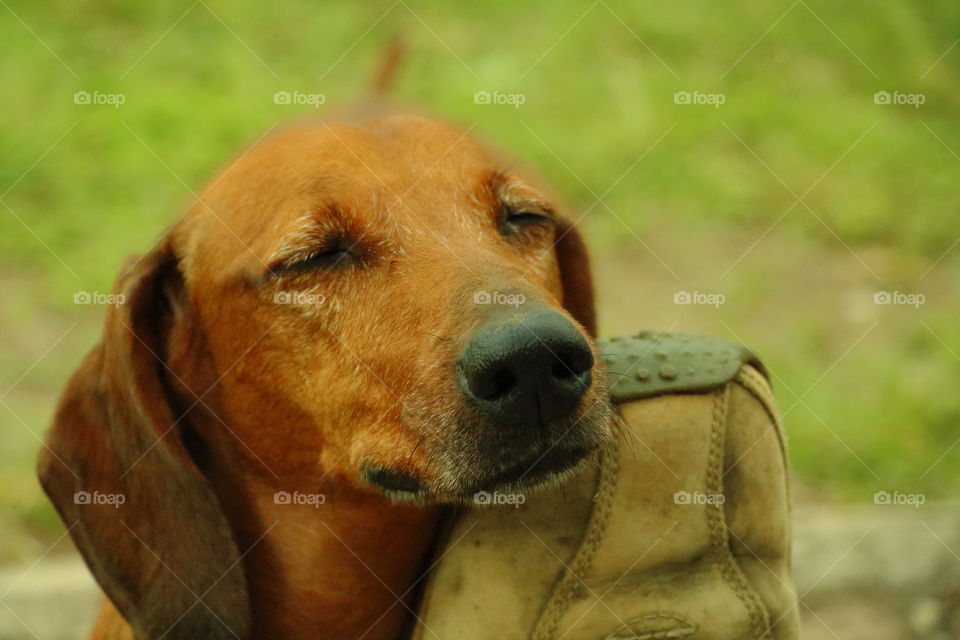 pet sleeping. dogs sleeping on man shooes