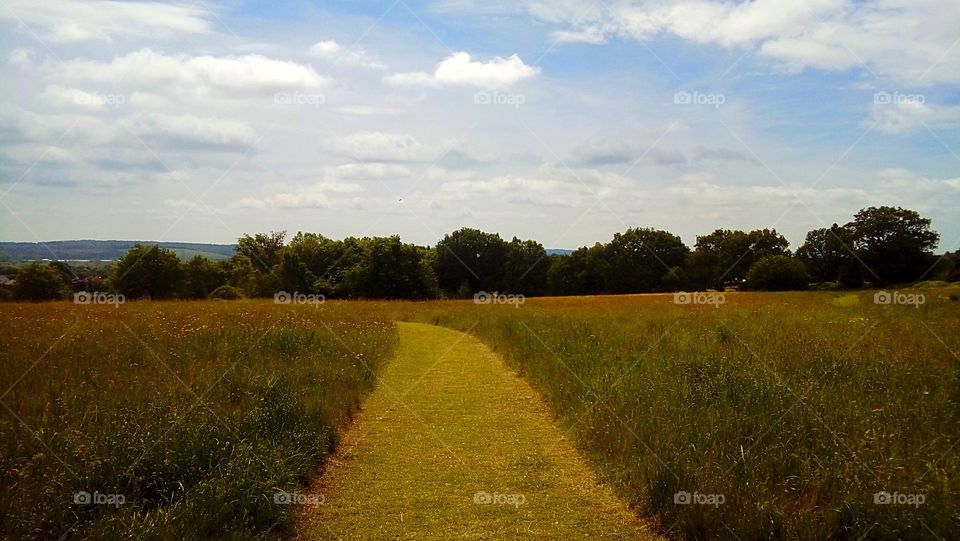 Path through the meadow