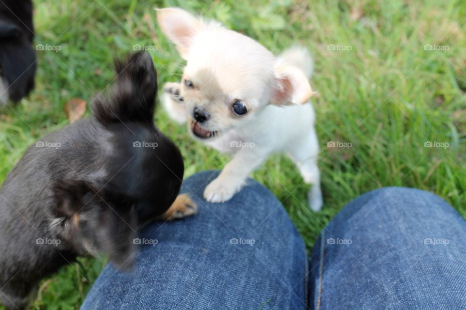 'Give me five!'

Small Hopes Kennel. Narvik, Norway. 
Chihuahuas. 