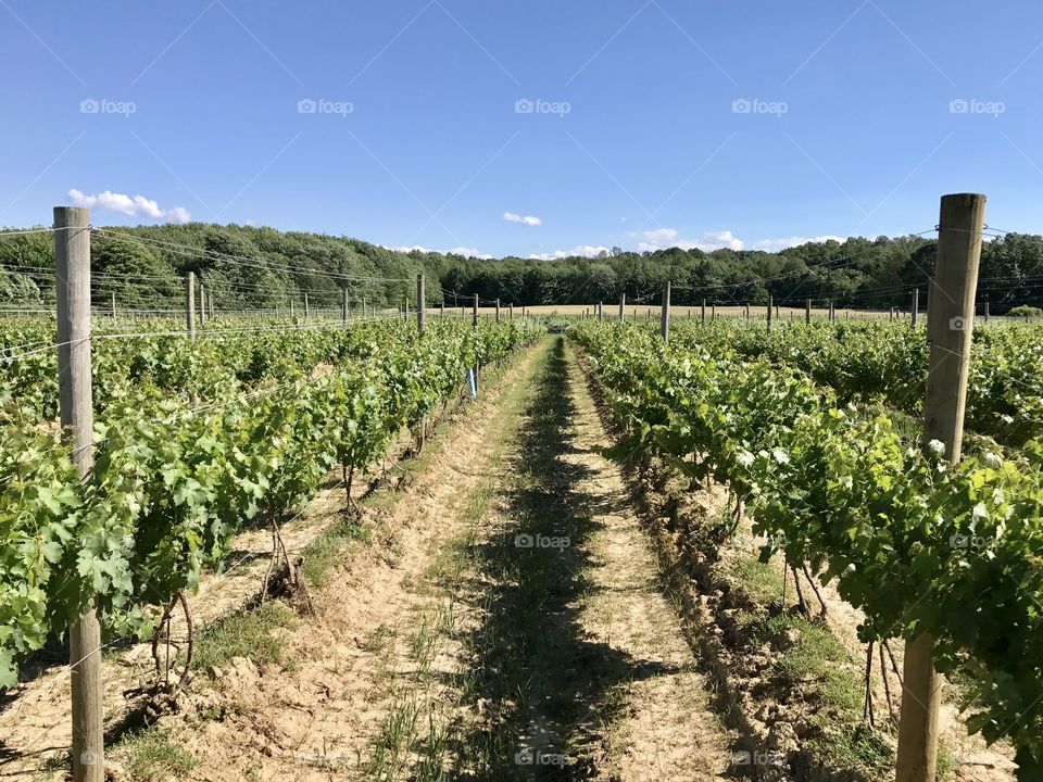 Grape vines, Grand River Valley Region, NE Ohio