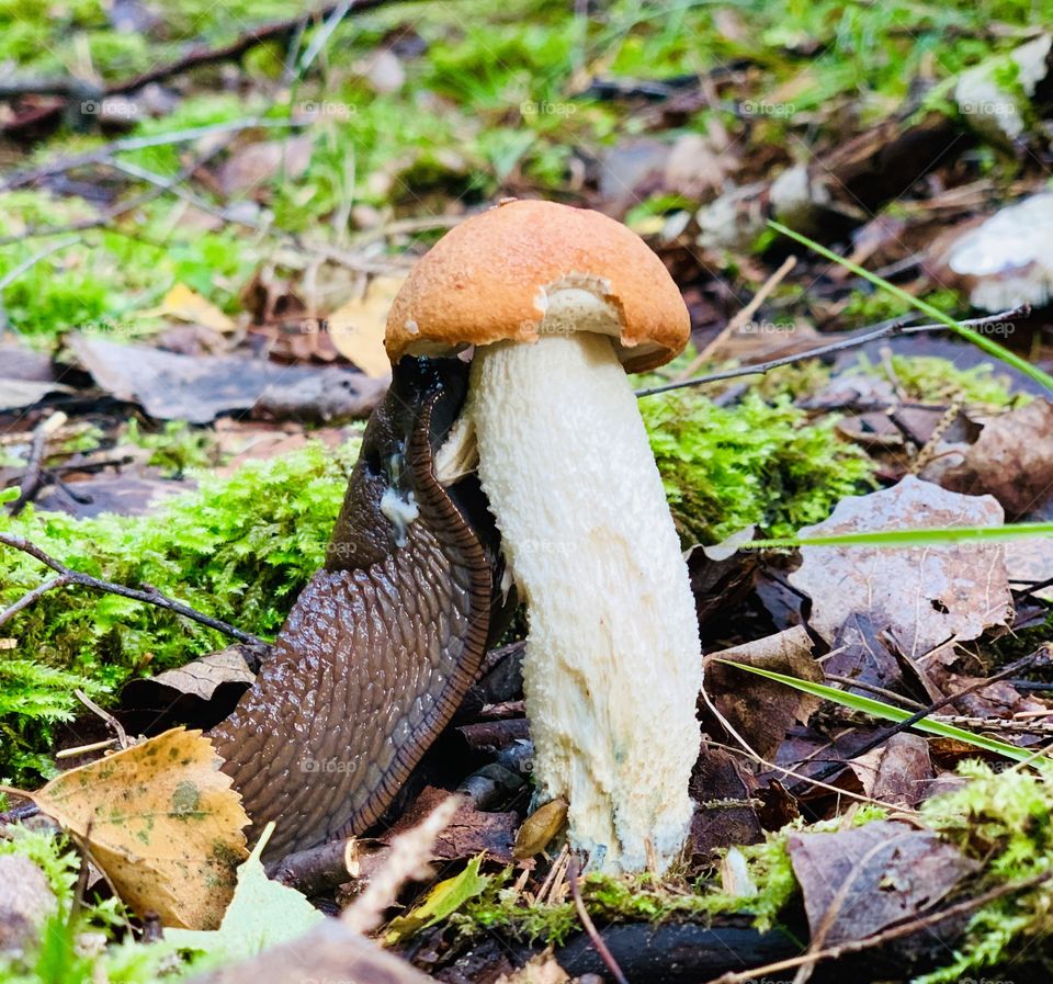 Snail and mushroom love
