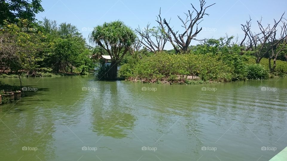 mangrove forest in surabaya