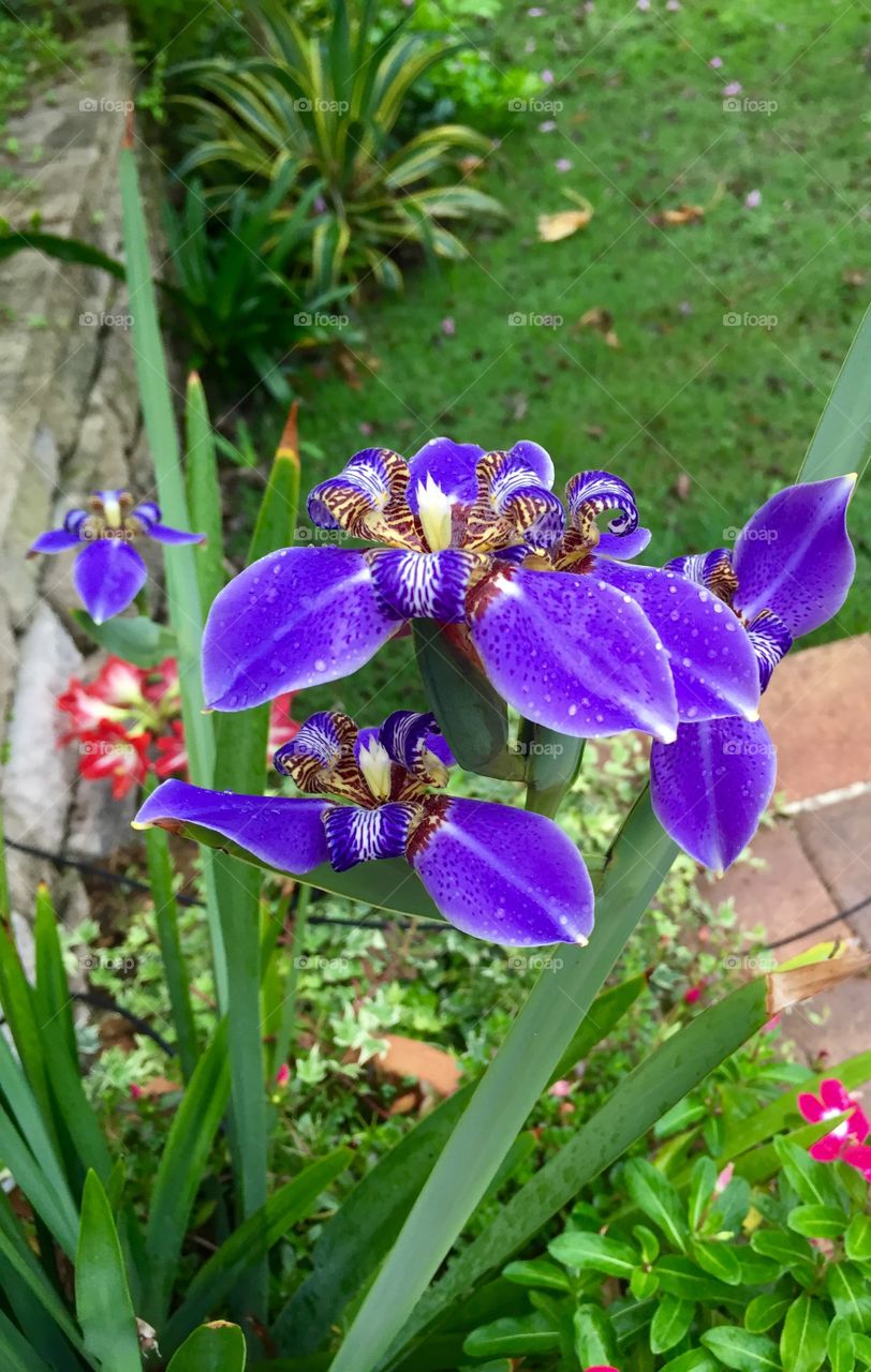 Beautiful purple irises from my garden. 