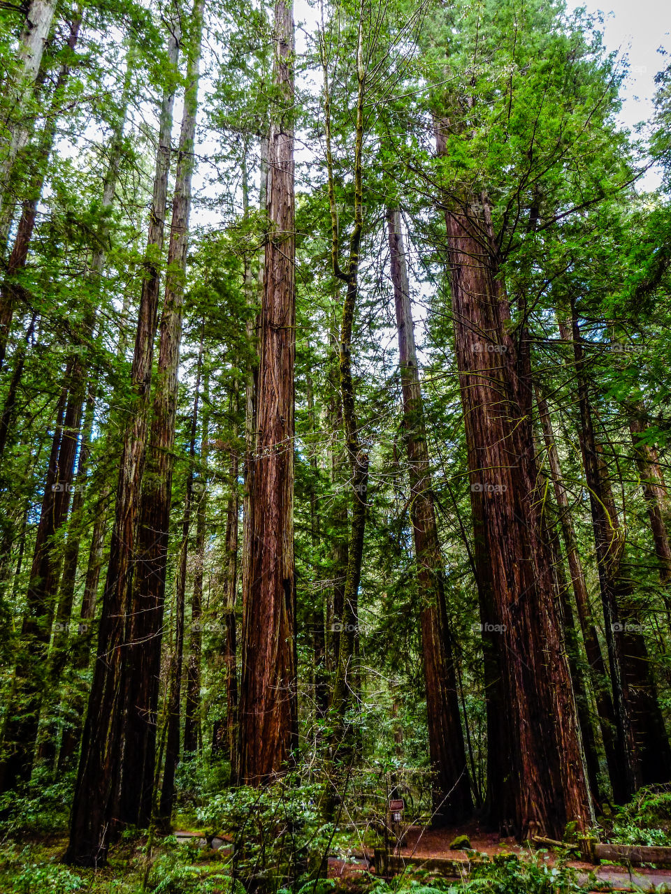 Redwood Fence