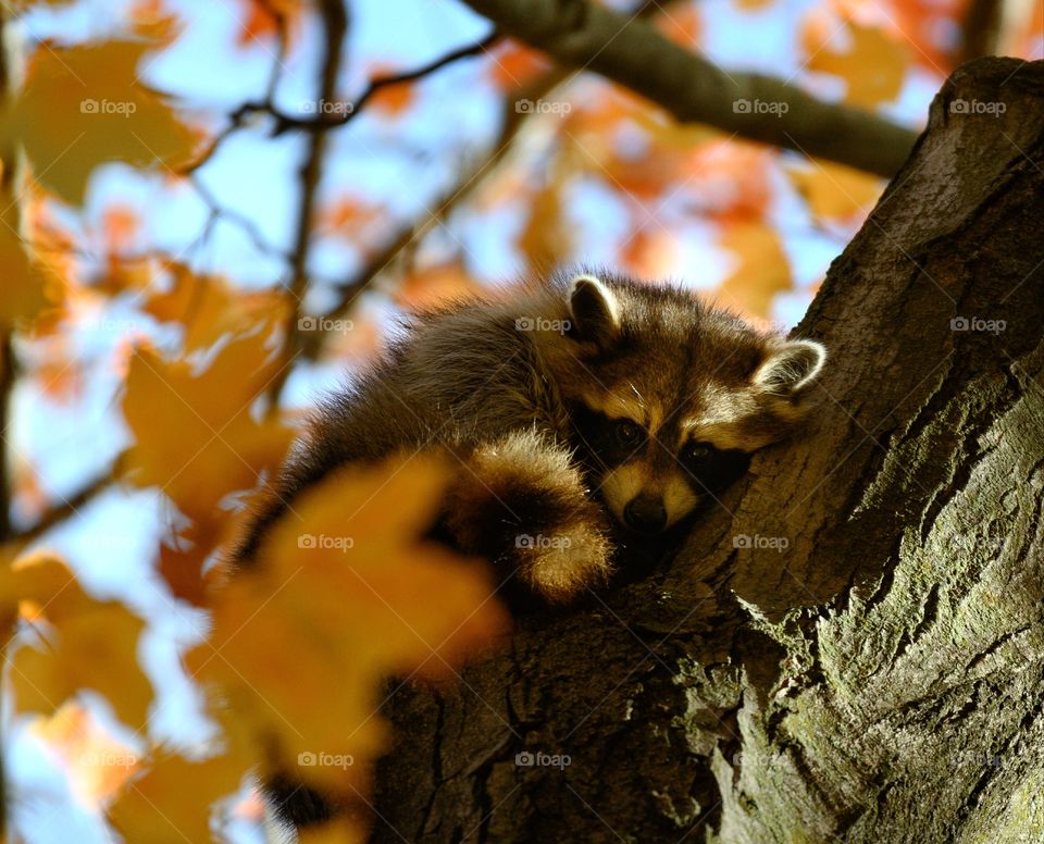 Sleepy raccoon hiding in a tree