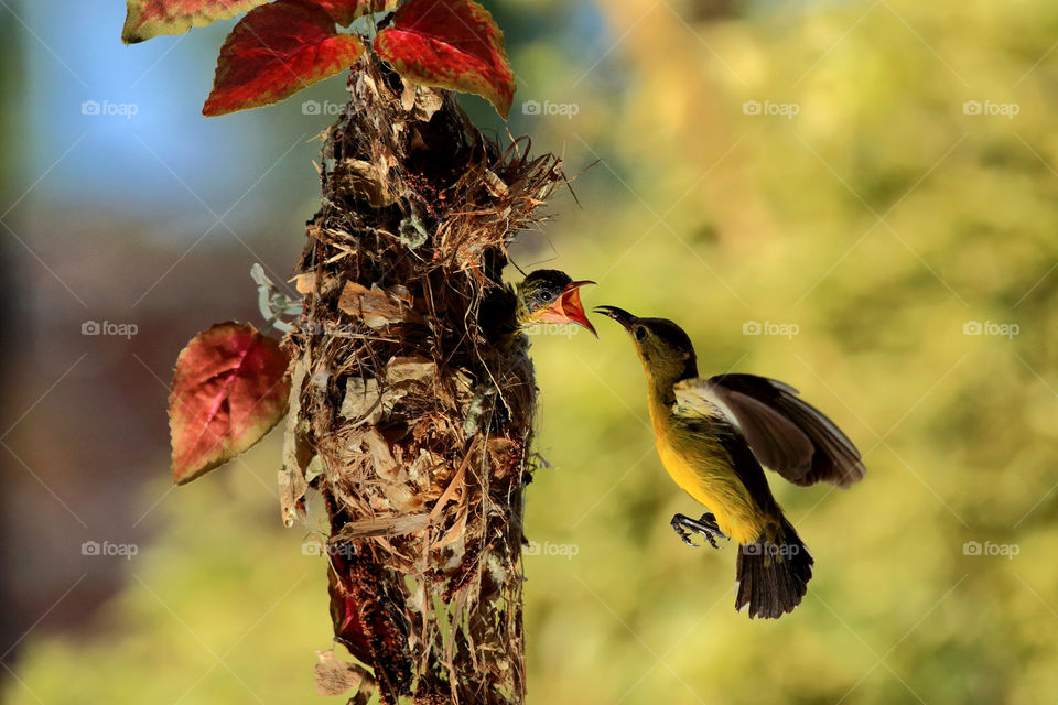 A bird feeds her kids.