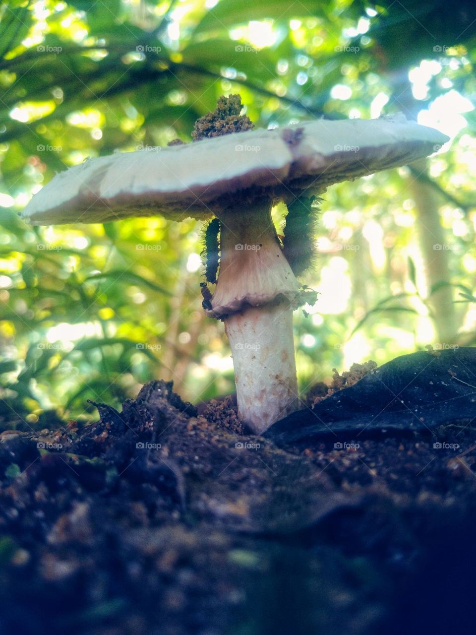 mushroom