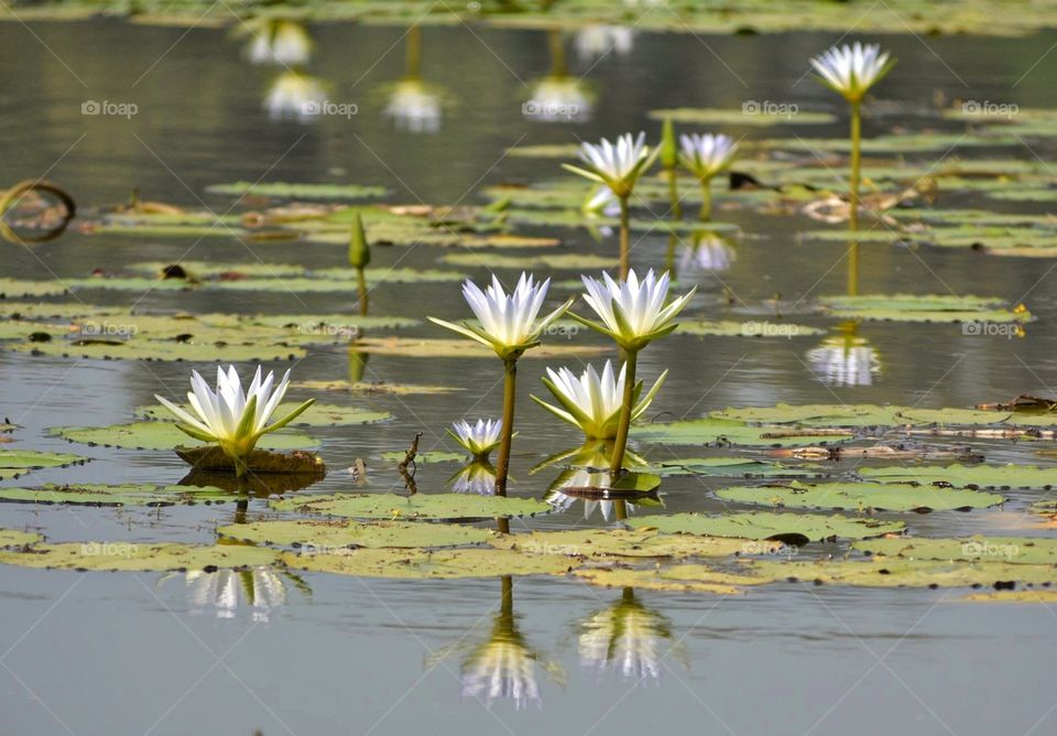 Reflection lotus
