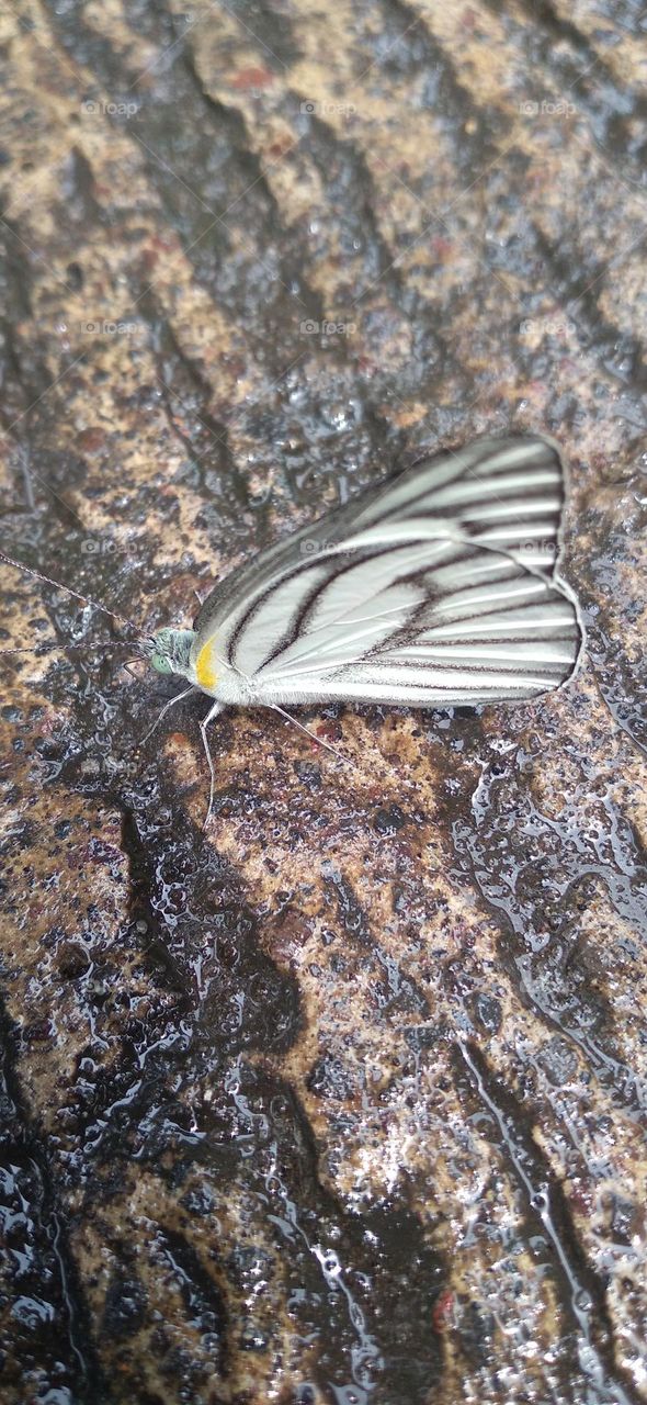 A white butterfly perched on a wet terrace