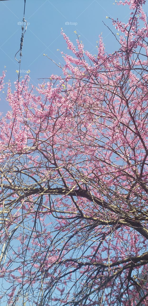 pink tree in spring time