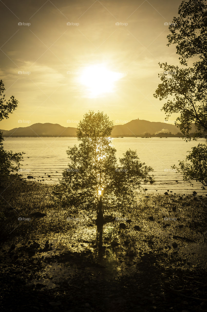 Mangrove tree with sunset and seascape background