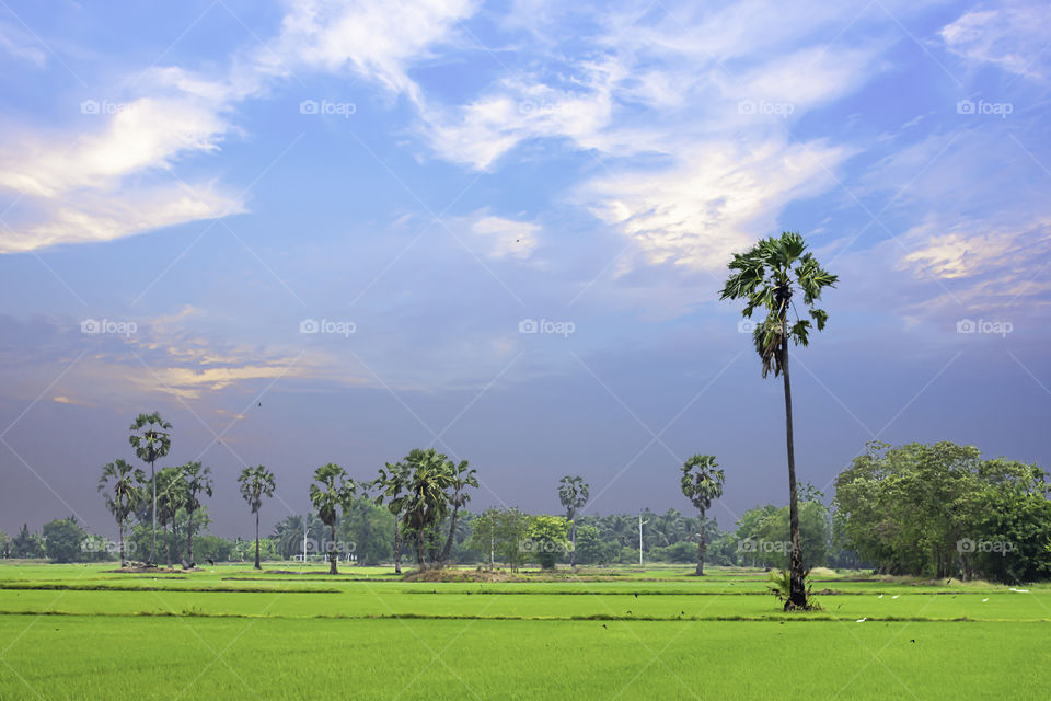 Palm and coconut trees in the paddy field and the beauty of the sky.