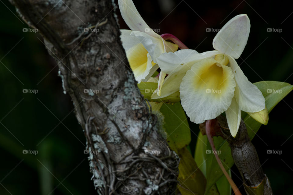 Orchid on the tree/Orquídea na árvore.