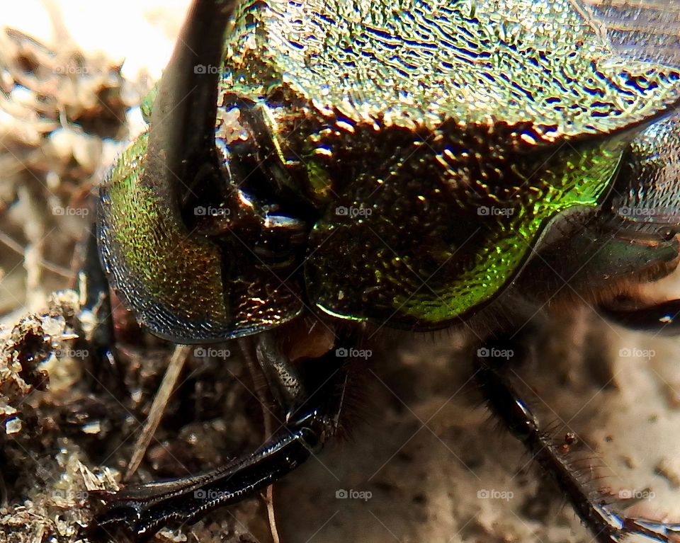 Male rainbow scarab also called Phanaeus vindex with a horn on the head indicating it’s a male, usually native from south Florida but found in central eastern Florida. 