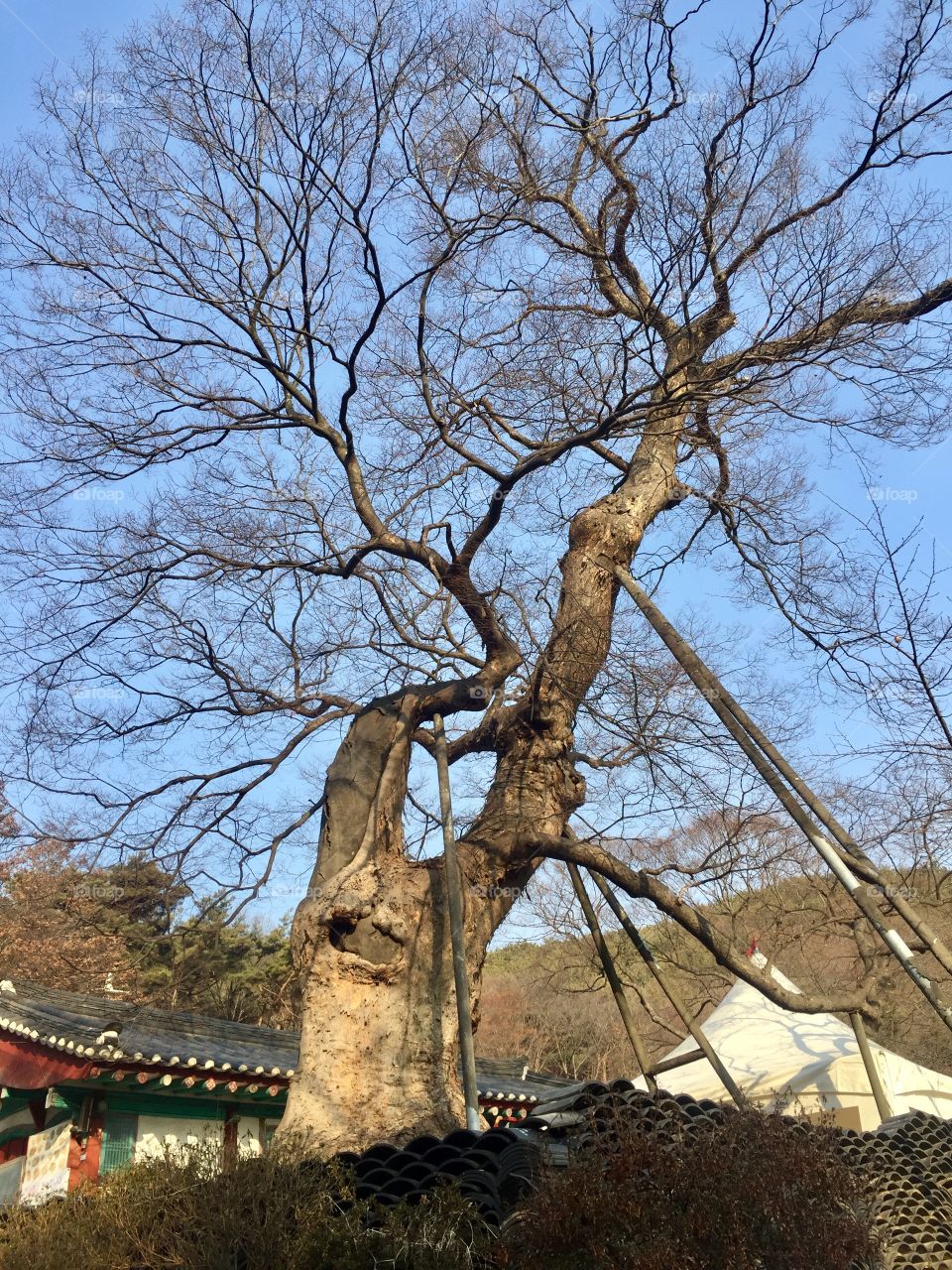 One of the oldest tree in SoKor