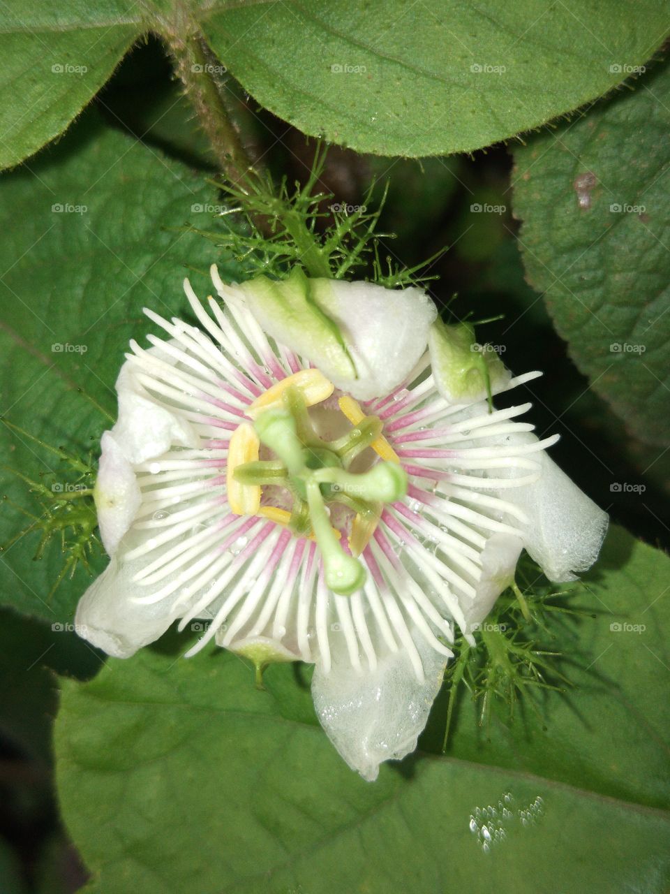 flower