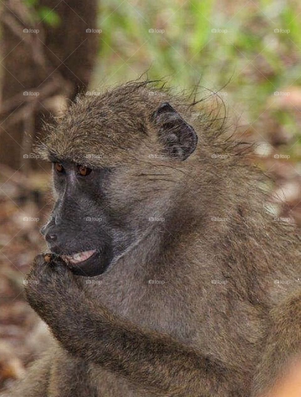 Baboon eating