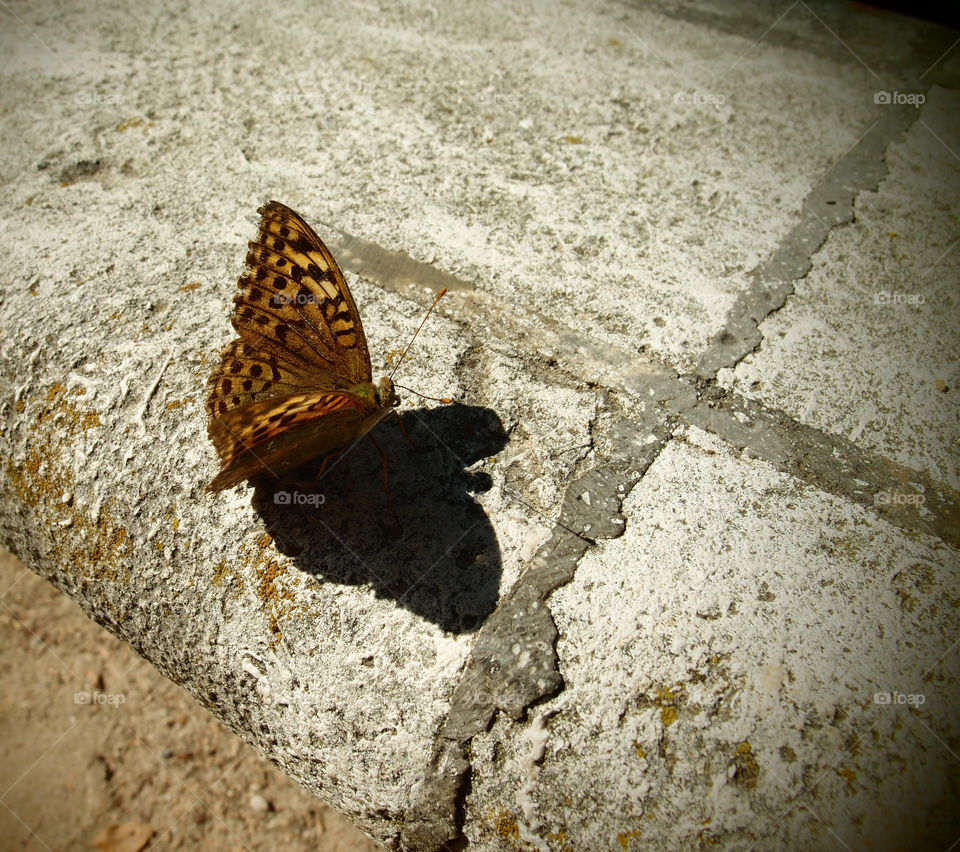 Butterfly pondering it’s shadow, butterfly wings in the park, butterfly flight frozen, beauty frozen, butterflies in parks, wildlife of Spain, Spanish beauty 