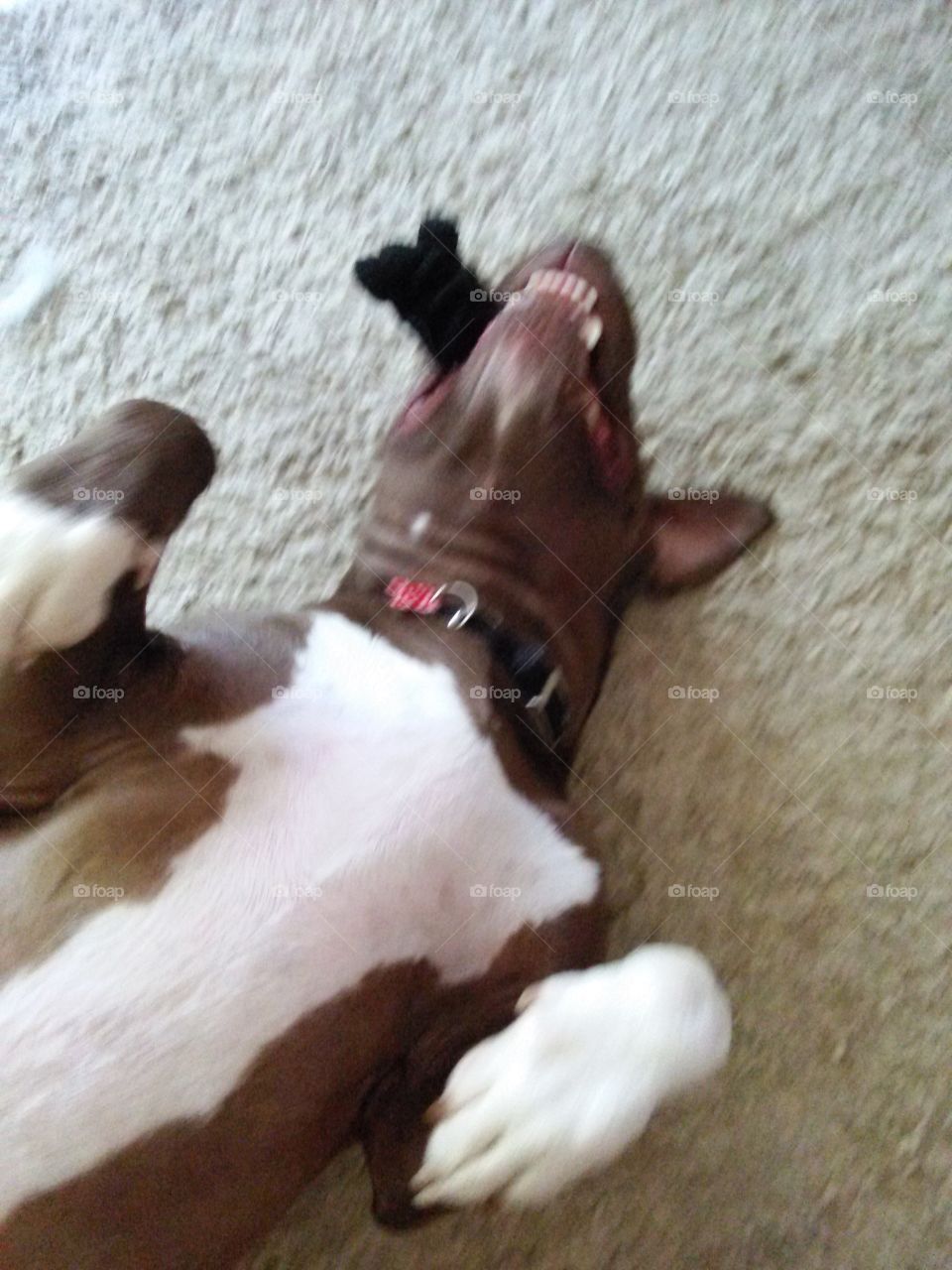 Silly Dog. Large brown and white dog, laying on his back with a toy in his mouth.